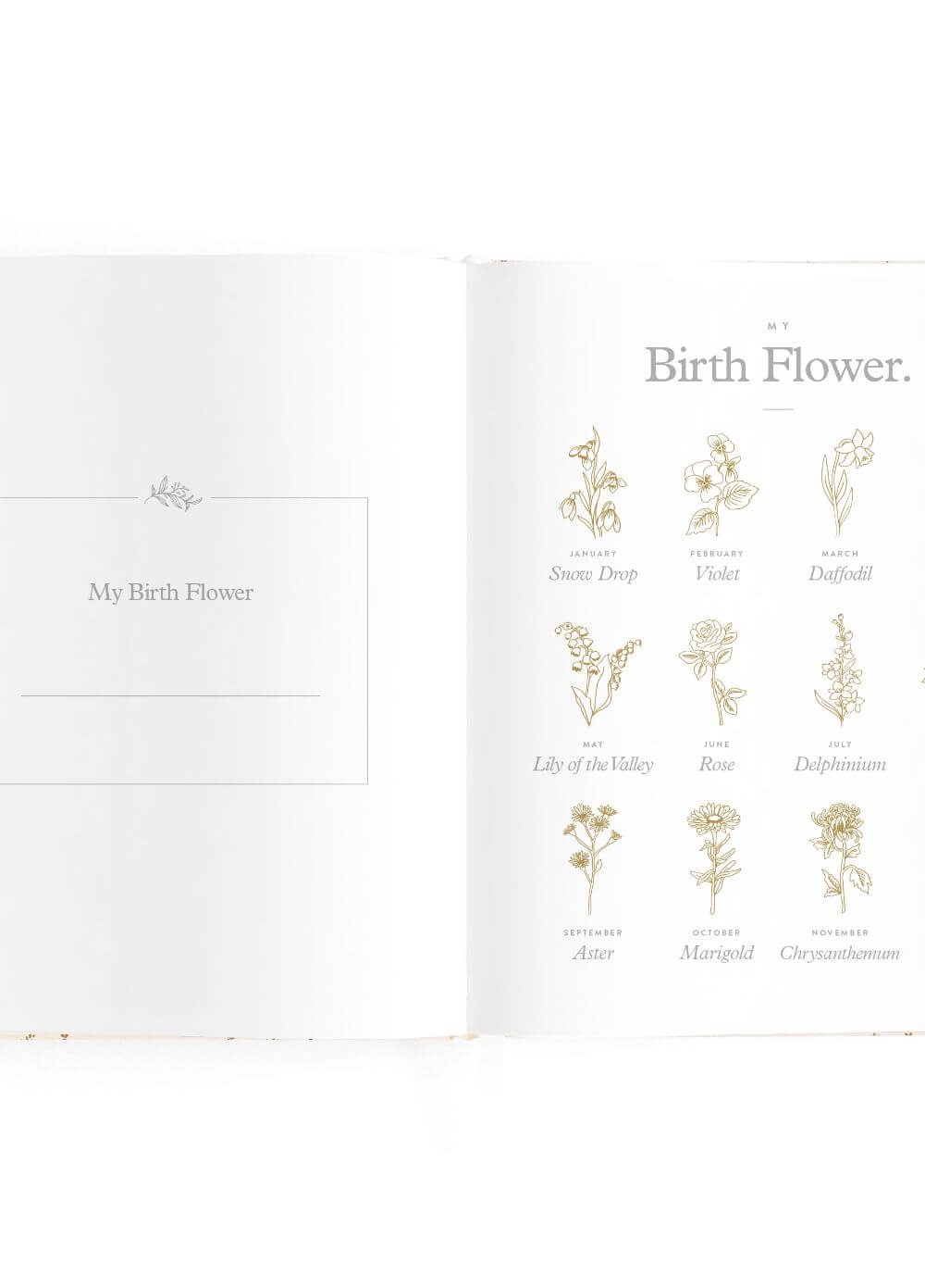 Fox & Fallow - Baby Book in Broderie | Queen Bee